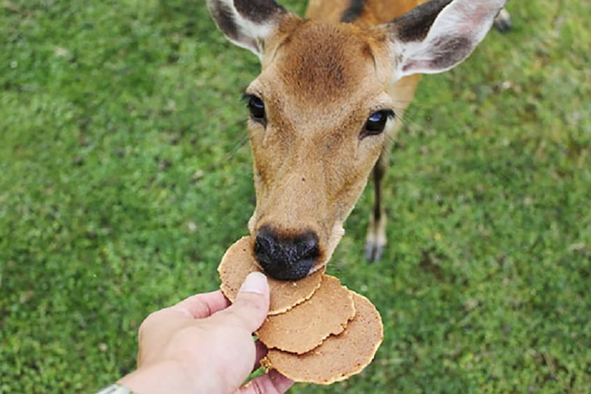 Person feeding a deer in Japan