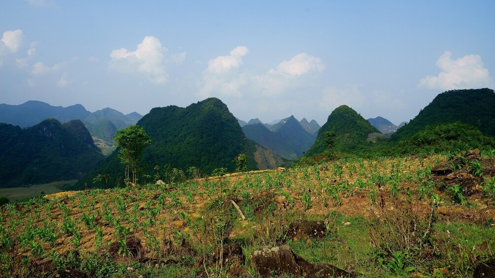 Fields and mountains of Vietnam on a sunny day