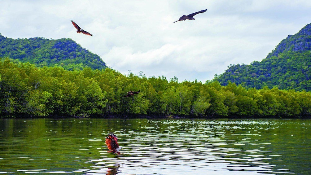 Show item 2 of 4. Langkawi Mangrove Forest