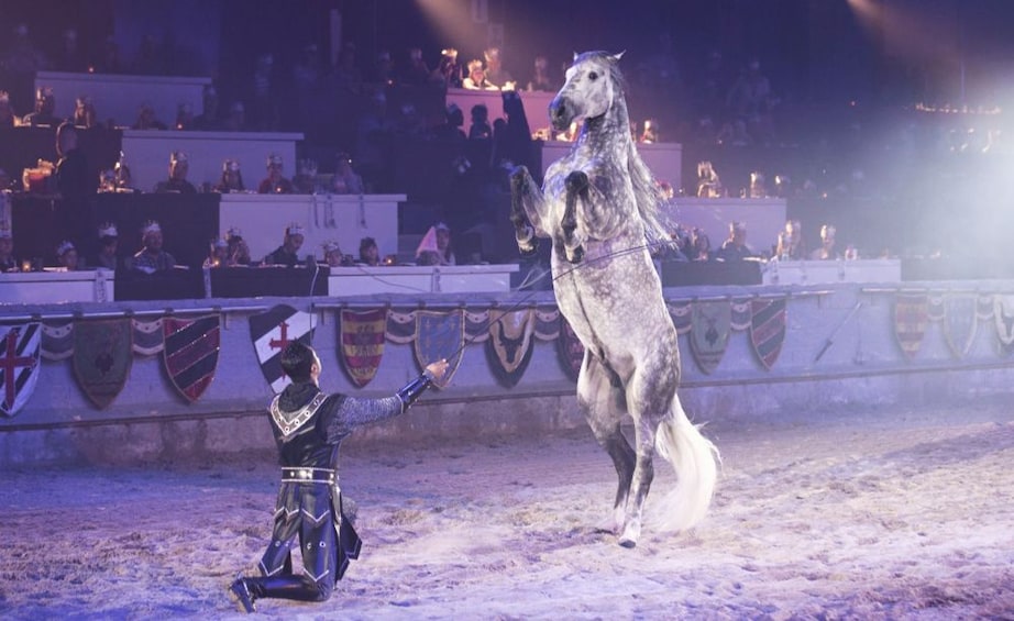 Show item 5 of 9. Horse trainer and horse at Medieval Times in Atlanta