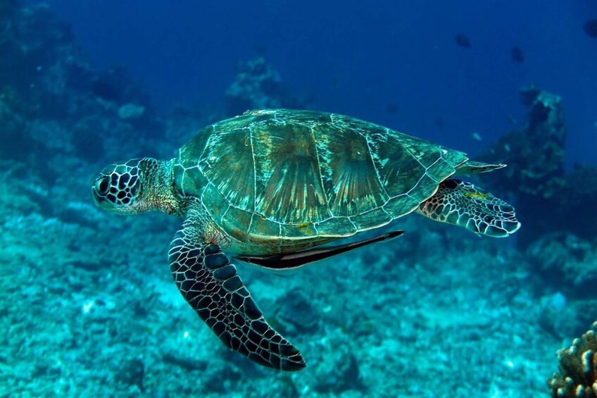 Sea turtle swimming off the coast of the Surin Islands in Thailand