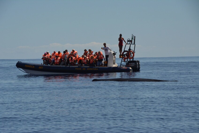 Group on a whale and dolphin tour on boat in Ponta Delgada