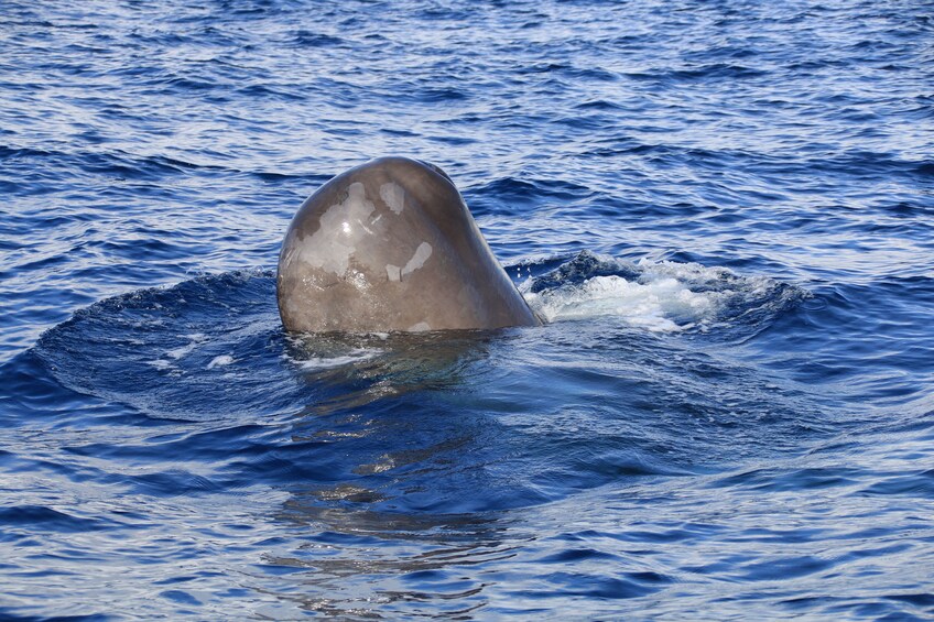 Whale in Ponta Delgada