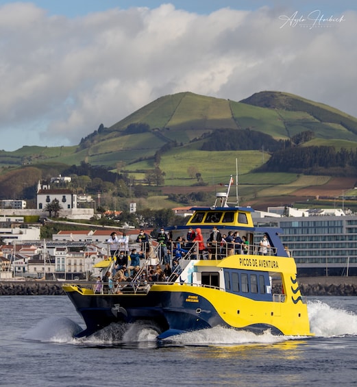 Whale and Dolphin Watching