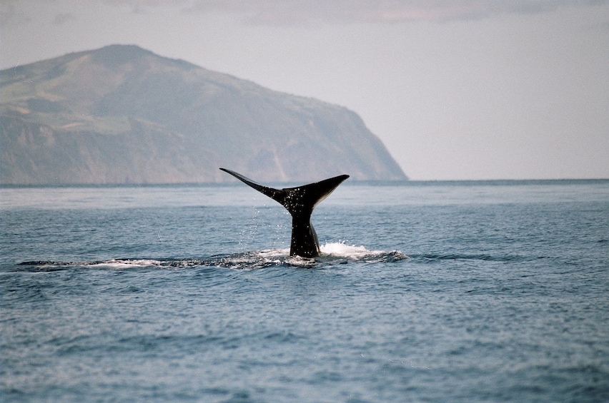 Whale and Dolphin Watching