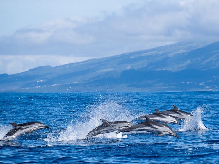 Whale and Dolphin Watching