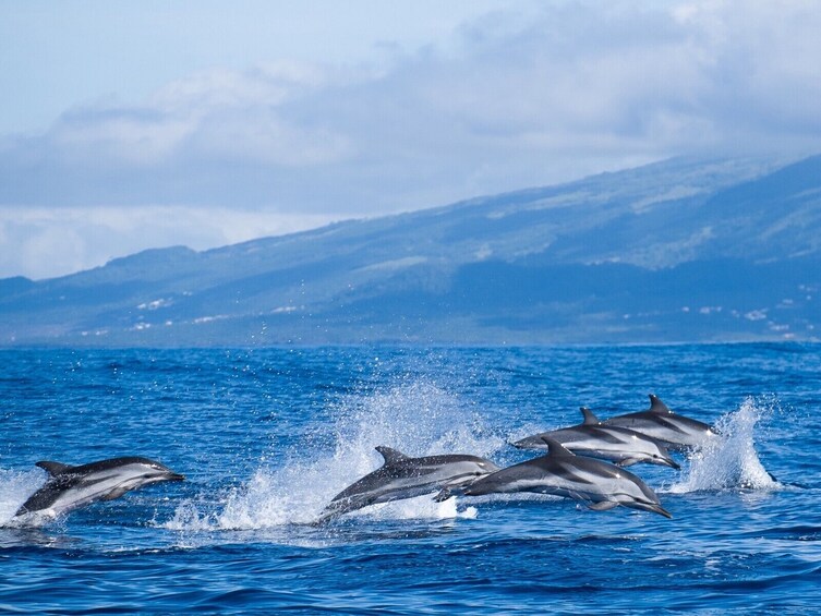 Whale and Dolphin Watching