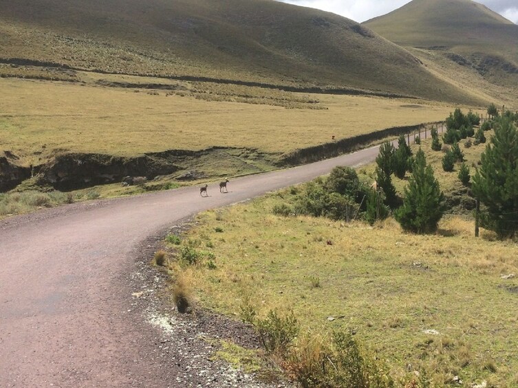 Cayambe-Coca Ecological Reserve