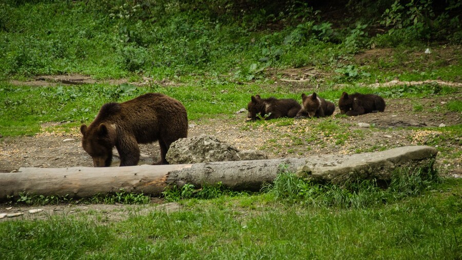 Family of bears in Brasov