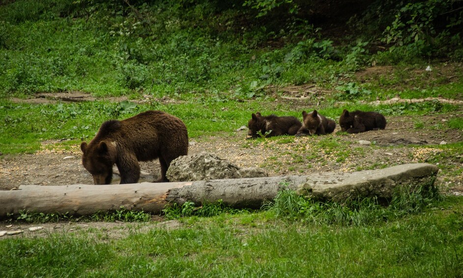 Family of bears in Brasov