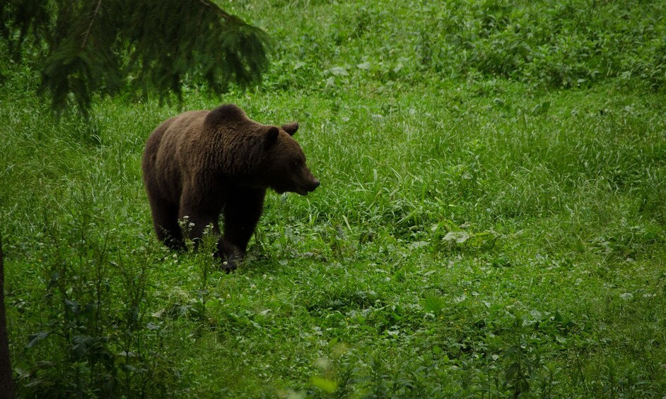 Bear in a field in Brasov