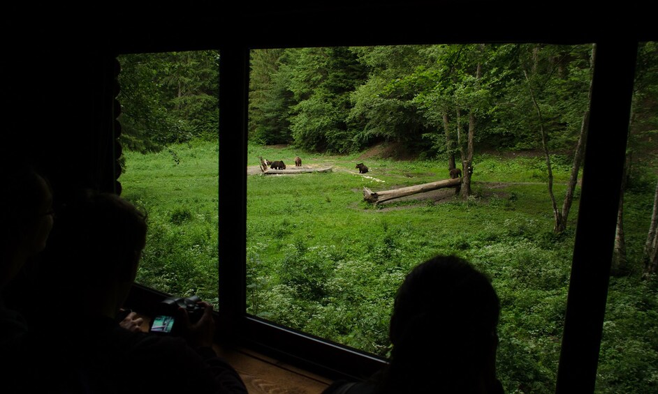 People watching bears through a window in Brasov