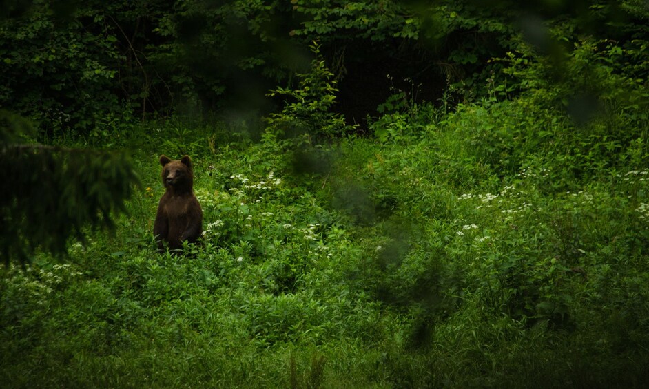 Bear standing up in a forest in Brasov
