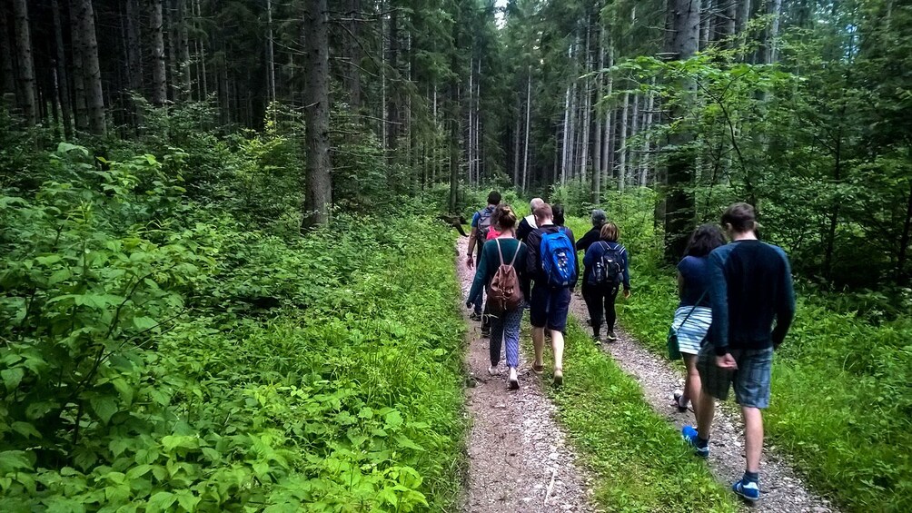 Tour group walking on a path through the forest in Brasov