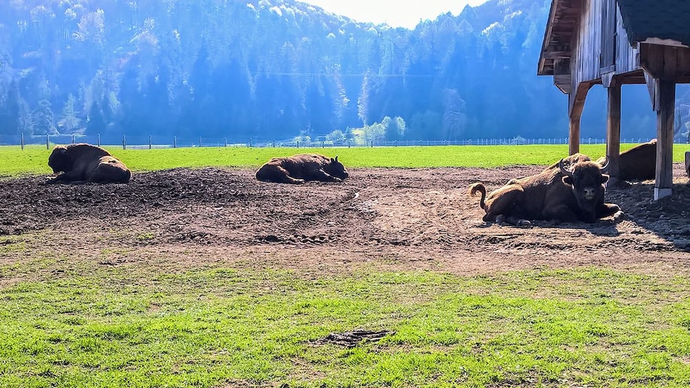 Buffalo Reserve near Brasov