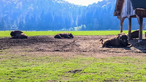 From Brasov: Bison reserve & traditional lunch - day trip