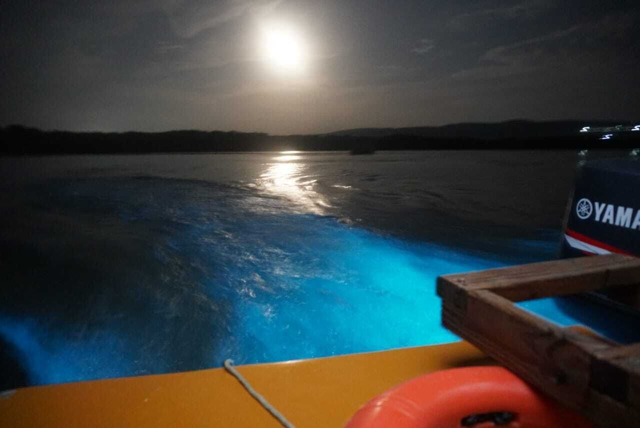 luminous lagoon jamaica price