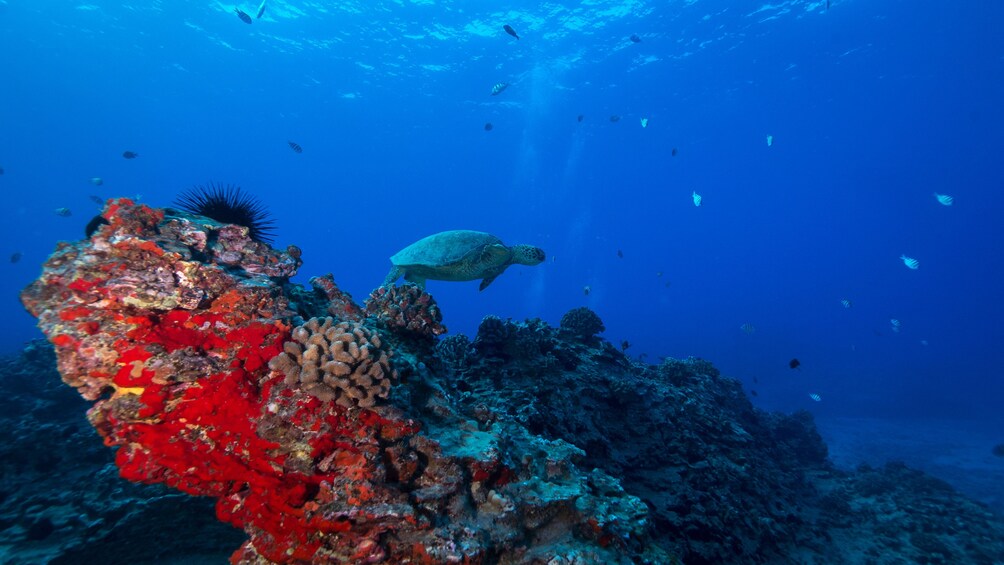 Scuba Dive - Wreck & Reef (CERTIFIED DIVERS)