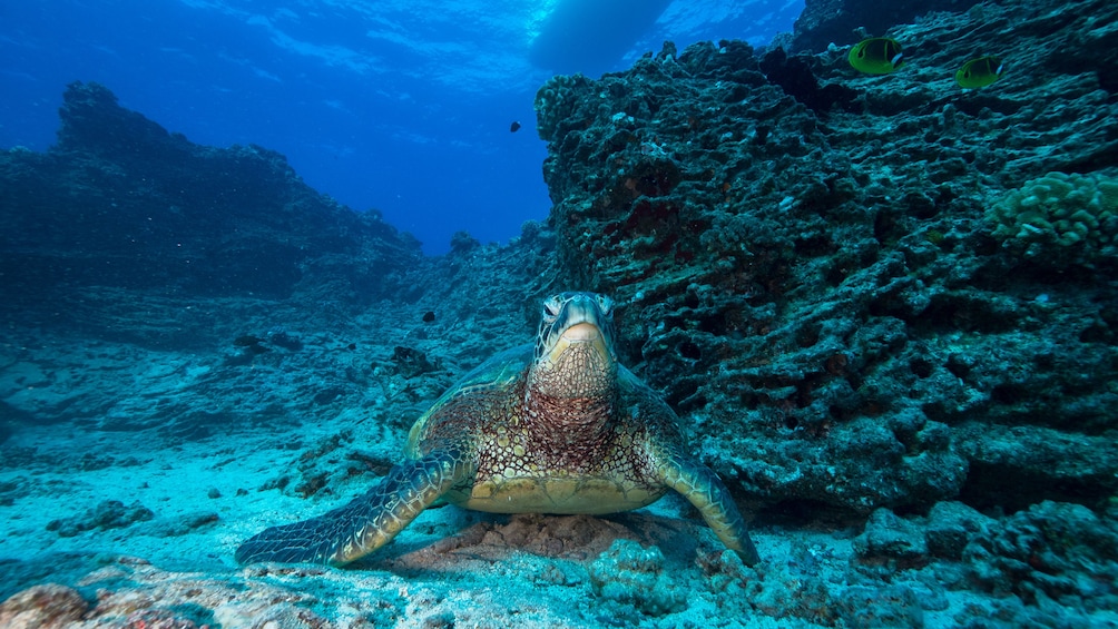Close-up of a sea turtle in Oahu