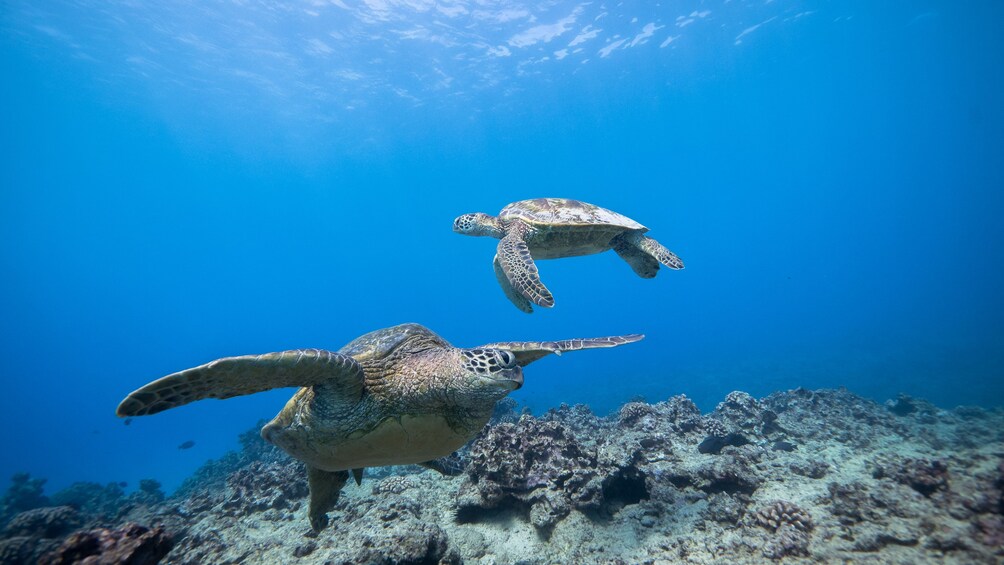 Sea turtles underwater in Oahu