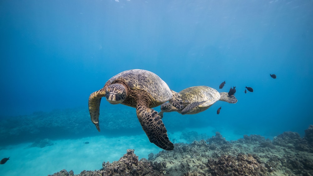 Sea turtles in Oahu 