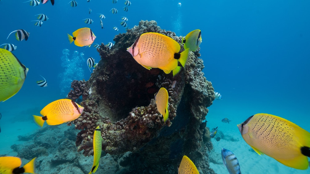 Coral reef in the Hawaiian waters of Oahu 