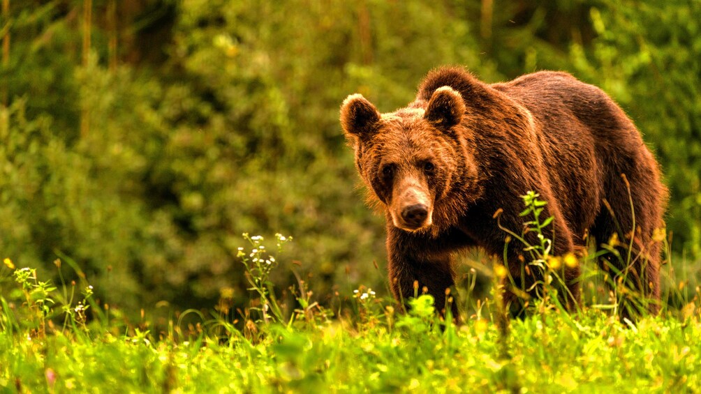 A bear in a field