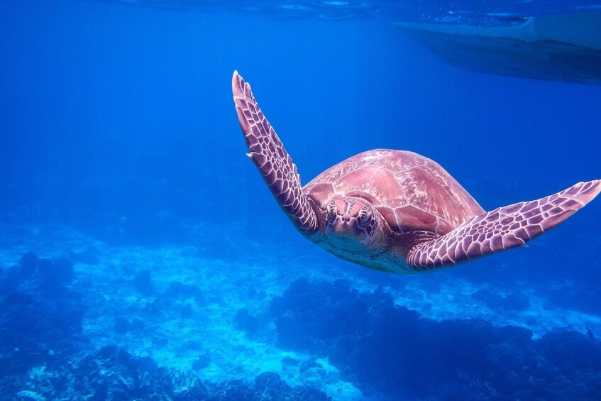 Sea turtle swimming off the coast of the Similan Islands