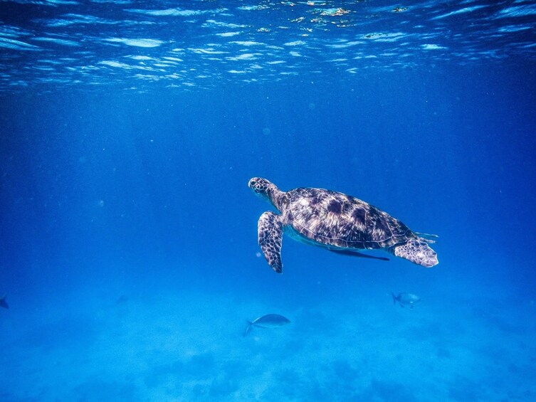 Sea turtle swimming off the coast of the Similan Islands