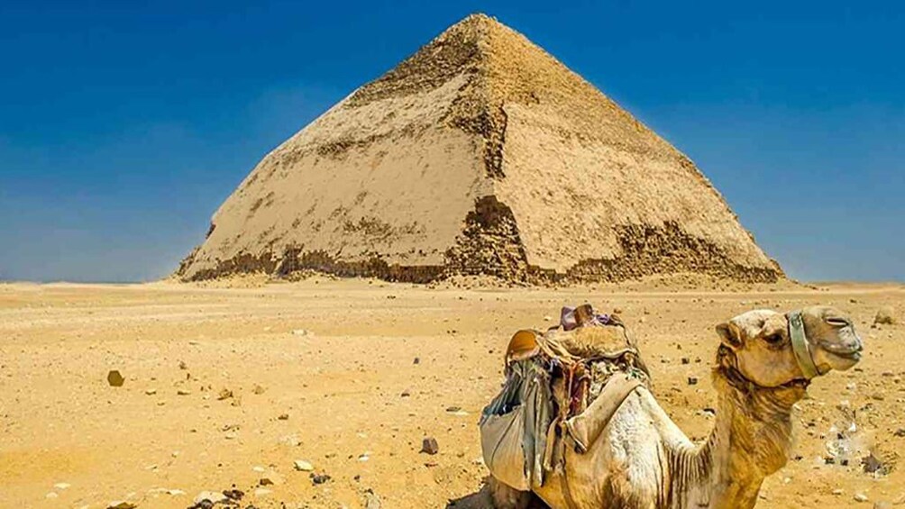 Camel in front of Bent Pyramid in Egypt 