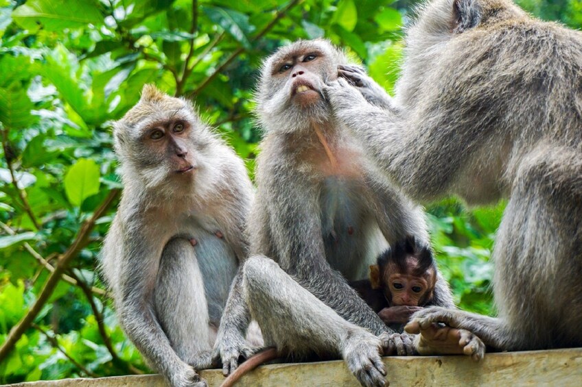 Ubud
Monkey Forest