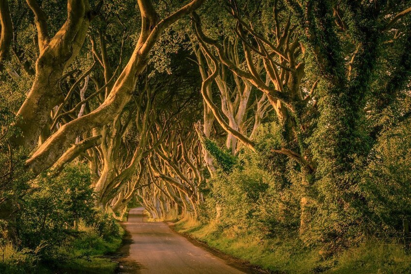 Tree-lined road in Ireland