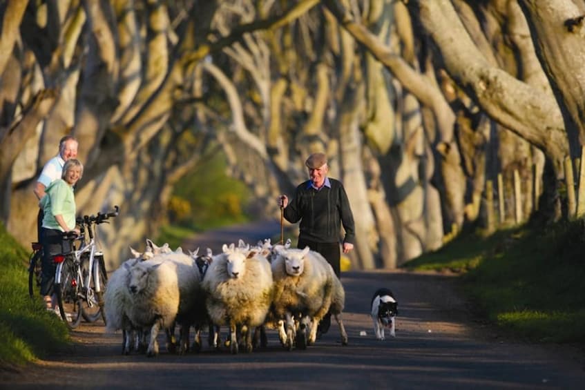 Man walking a heard of sheep down the road in Ireland