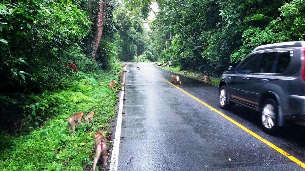 Show item 3 of 9. Car stopped on the side of the road looks at Monkeys