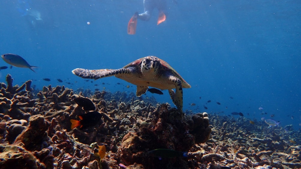 Surin Island Snorkeling by speedboat from Khao Lak