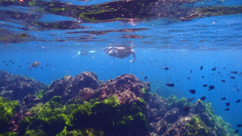 Surin Island Snorkeling by speedboat from Khao Lak