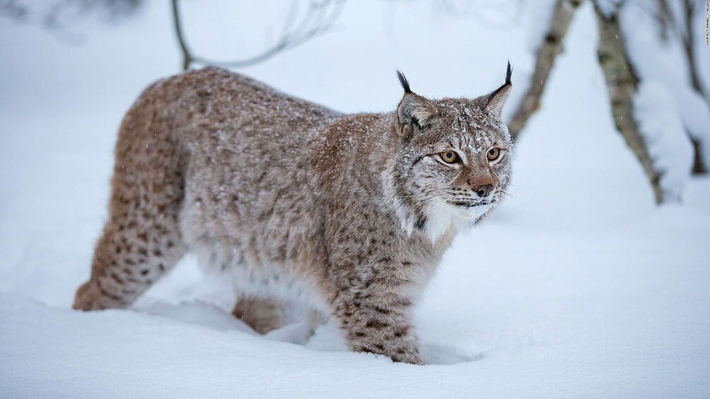 Arctic Bobcat In Ranua