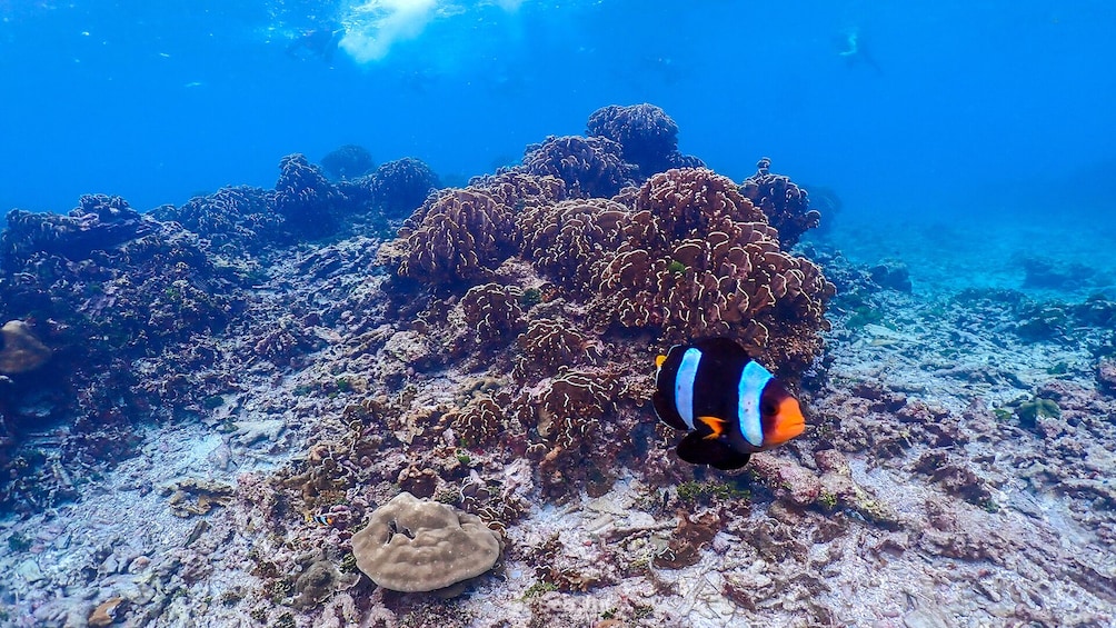 Similan Islands Day Trip from Phuket by Speedboat 