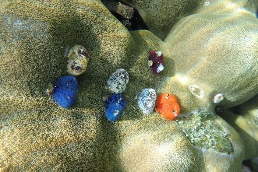 Vibrant coral reefs in Koh Rok Nok