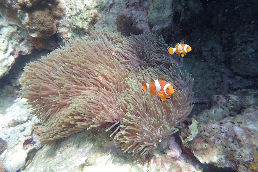 Gorgeous coral reefs and tropical fish in Koh Rok Nok 