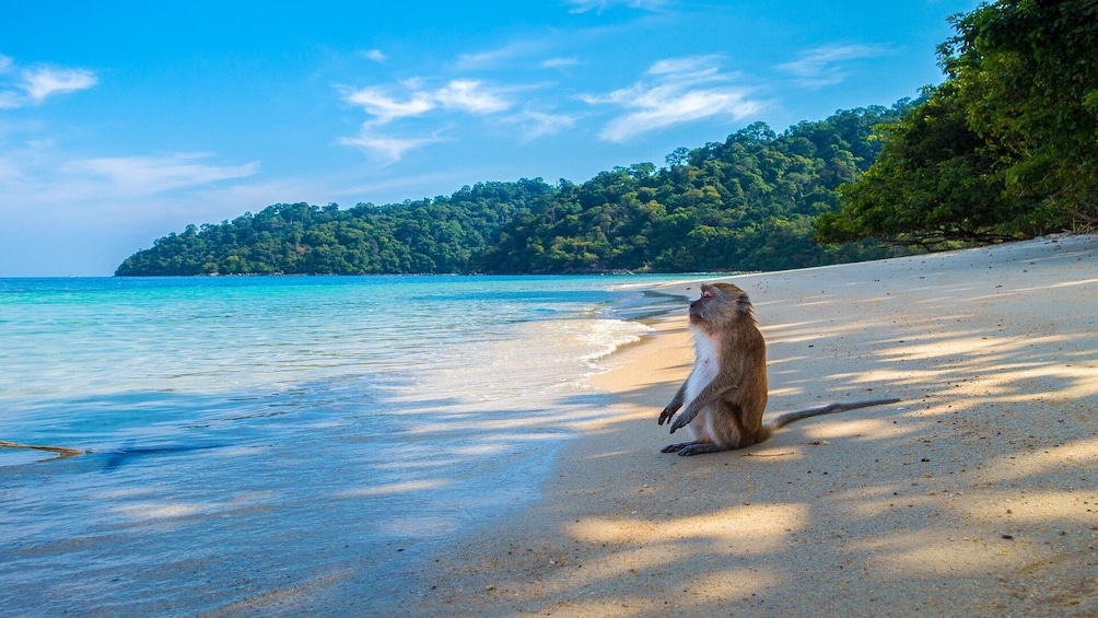 Phi Phi Islands and Bamboo Island by Speedboat 