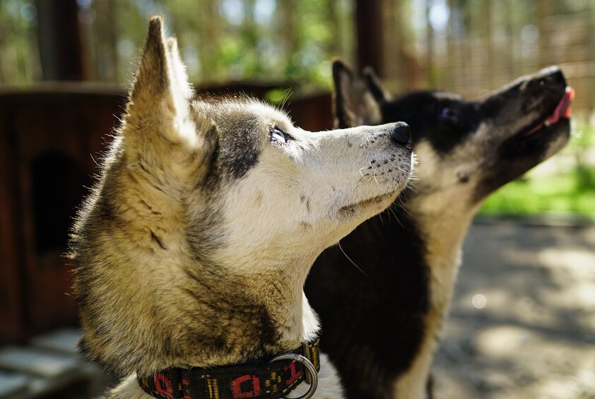Rovaniemi: Lake Canoeing trip to Reindeer and Husky Farm
