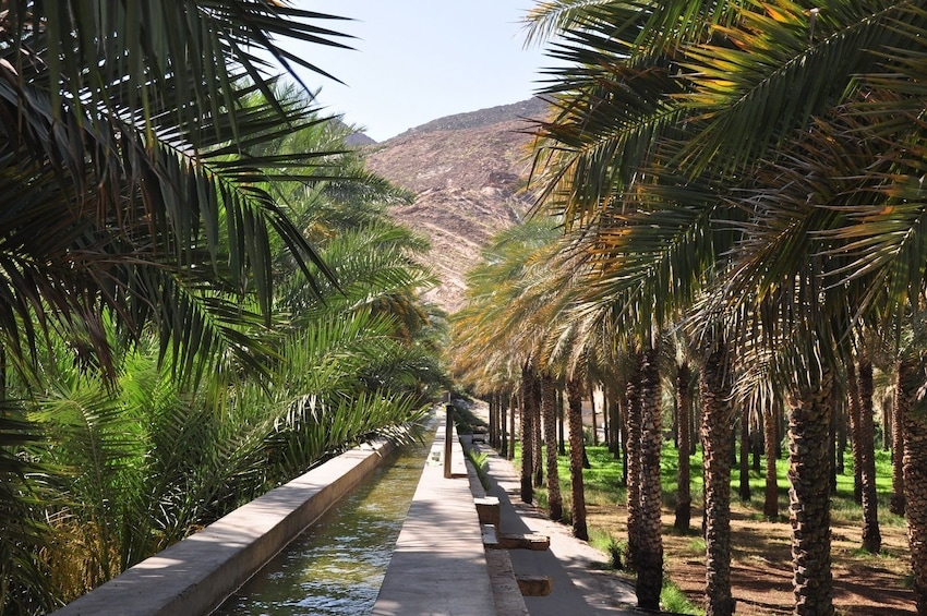 Palm grove in Oman