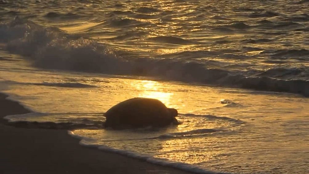 Turtle going into the sea at a sanctuary in Oman