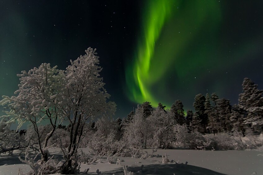 Rovaniemi: Night of Reindeer and Northern Lights