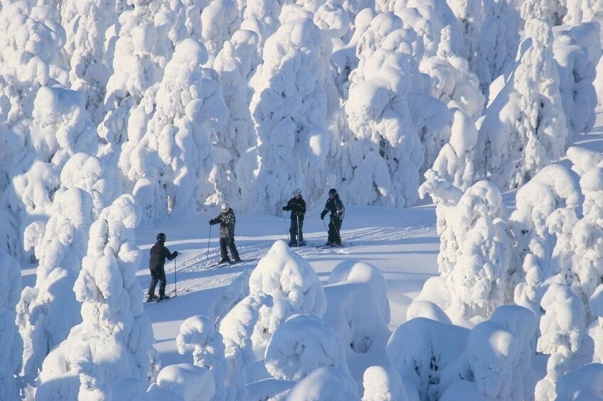 Rovaniemi: Cross Country Ski Experience