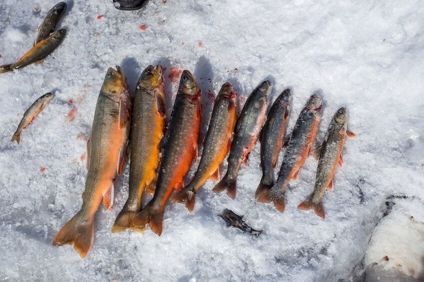 Rovaniemi: Husky Sleigh Ride and Ice Fishing Adventure