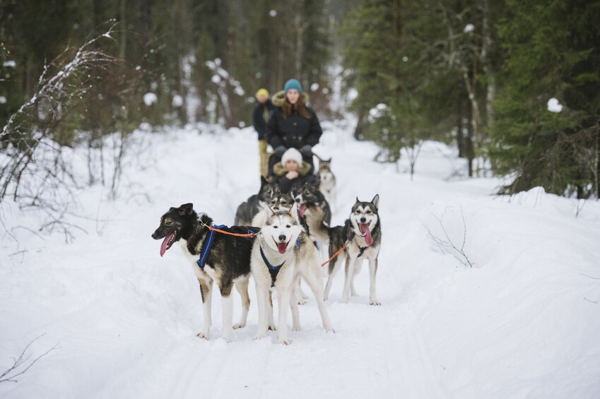 Rovaniemi: Husky Sleigh Ride and Ice Fishing Adventure