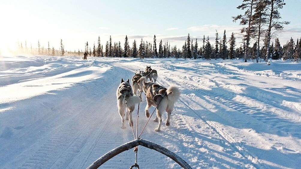 Rovaniemi: Husky Sleigh Ride and Ice Fishing Adventure
