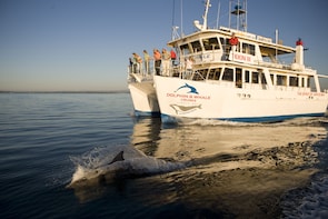 Jervis Bay Dolphin Cruise- 1.5 hr